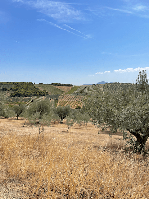 Single Estate Olive Oil